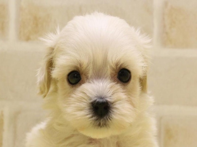 東京都のハーフ犬 (ペッツワン昭島店/2024年2月28日生まれ/女の子/クリーム)の子犬